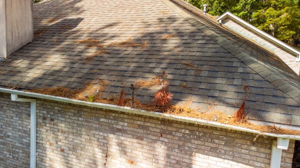 Cost of Gutter Pine Needle Removal in Alexandria