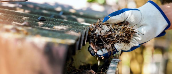 Pine Needle Gutter Cleaning in Alexandria